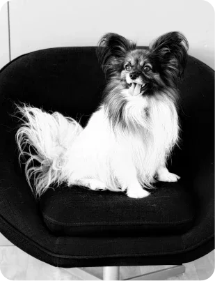 Taoh, Mascotte du cabinet